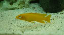 N. Leleupi