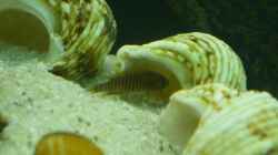 Schneckenhäuser mit der N. multifasciatus Dame