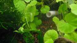 Besatz im Aquarium Fadenfischwelt