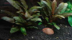 Cryptocoryne wendtii brown 