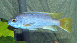 Pseudotropheus sp. ´acei´