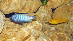 Pseudotropheus saulosi