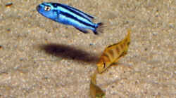 Melanochromis cyaneorhabdos