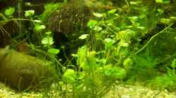 Pflanzen im Aquarium Lido 120