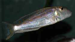 Xenotilapia ochrogenys ´Ndole´ Männchen (gerade eingewöhnt)