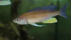 Cyprichromis pavo Moliro WF/WFNZ