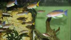 Cyprichromis pavo Moliro WF/WFNZ