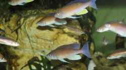 Cyprichromis pavo Moliro WF/WFNZ