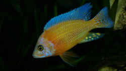 A. fire fish bzw. red orchidee