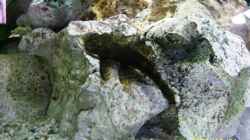 Ancistrus dolichopterus
