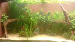 Aquarium 650L Holzaquarium