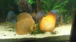 Besatz im Aquarium 650L Holzaquarium