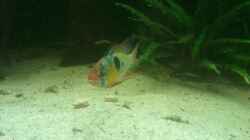 Besatz im Aquarium 650L Holzaquarium