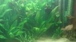 Aquarium 650L Holzaquarium