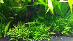 Pflanzen im Aquarium aufgelöst