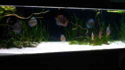 Aquarium aufgelöst