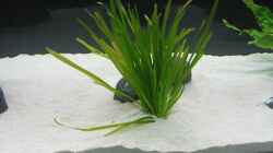 Vallisneria Spiralis