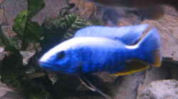 Besatz im Aquarium Becken 2162