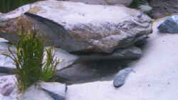 Dekoration im Aquarium Becken 2162