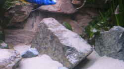 Dekoration im Aquarium Becken 2162