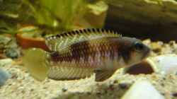 Besatz im Aquarium Tanganjika 240 l