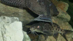 Besatz im Aquarium Becken 2186