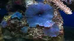 Blaue Scheibenanemone