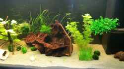 Aquarium Becken 21962