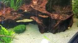 Aquarium Becken 21962