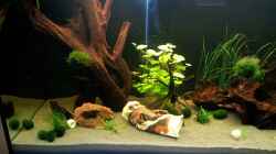 Aquarium Becken 21962