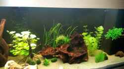 Aquarium Becken 21962