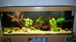 Aquarium Becken 21962