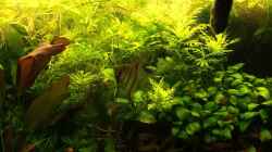 Aquarium erster Versuch ...