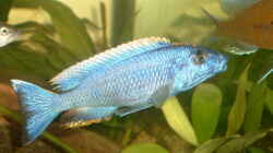 Otopharynx lithobates
