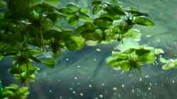 16. Kleiner Froschbiss