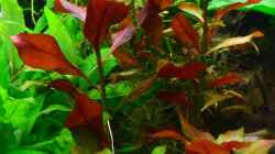 7. Kriechende Ludwigia