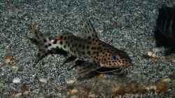 Synodontis njassae
