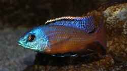 Protomelas taeniolatus Namalenje Männchen