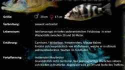 Besatz im Aquarium Rockzolid Cave (Aufgelöst)