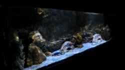 Aquarium Rockzolid Cave (Aufgelöst)