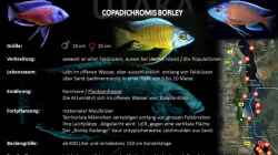 Artentafel Copadichromis borleyi