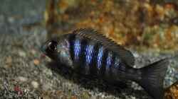 Besatz im Aquarium Rockzolid Cave (Aufgelöst)