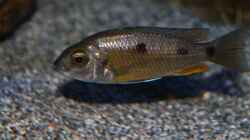Copadichromis borleyi Namalenje Weibchen
