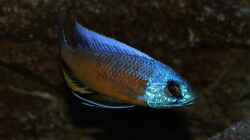 Copadichromis borleyi Namalenje Männchen