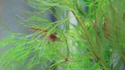 erwachsene Red-Fire Garnele