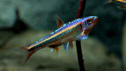 Notropis chrosomus juveniler Bock