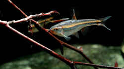 Notropis chrosomus juveniles Weibchen