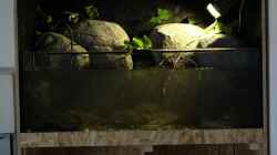 Aquarium Gebirgsbach Paludarium