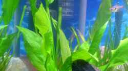 Echinodorus