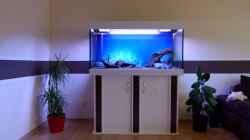 Aquarium Gesellschaftsbecken